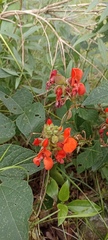 Phaseolus coccineus