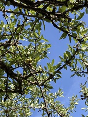 Pyrus spinosa
