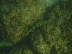 Epinephelus labriformis