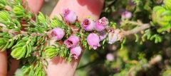 Erica hirtiflora