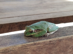 Hyla