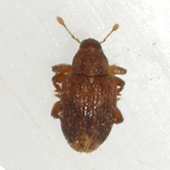 Lignyodes bischoffi