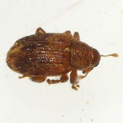 Lignyodes bischoffi