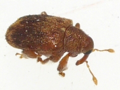Lignyodes bischoffi