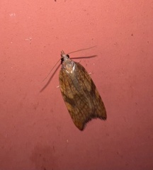 Acleris rhombana