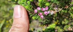 Erica hirtiflora