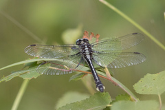Gomphus vulgatissimus