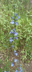 Lobelia gruina