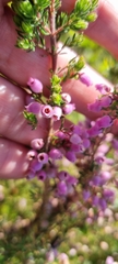 Erica hirtiflora