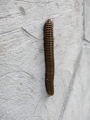 Anadenobolus monilicornis