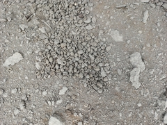 Vertebrata
