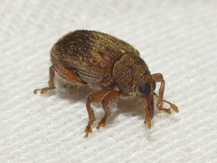 Lignyodes bischoffi
