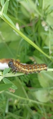 Hemileuca rubridorsa