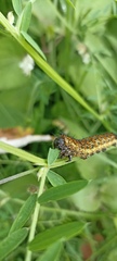 Hemileuca rubridorsa