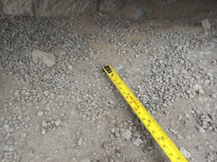 Vertebrata