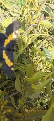 Catasticta teutila