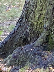 Amphilogia gyrosa