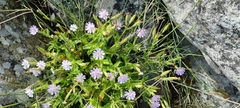 Silene undulata