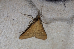 Dolicharthria punctalis