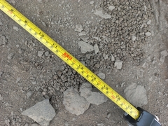 Vertebrata