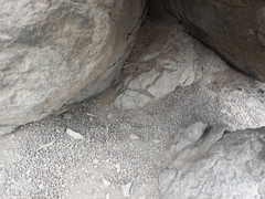 Vertebrata