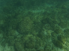 Halichoeres notospilus