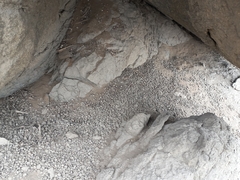 Vertebrata