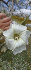 Ipomoea murucoides