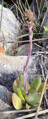 Crassula nudicaulis