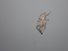 Philoponella congregabilis