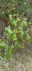 Pittocaulon praecox