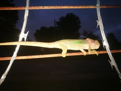 Bradypodion damaranum