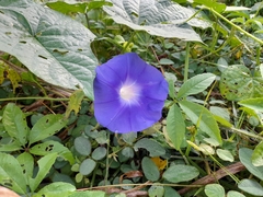 Ipomoea