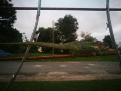 Bradypodion damaranum