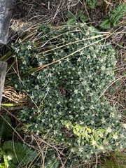 Gomphrenoideae