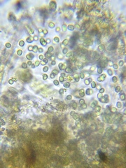 Aphanothece microscopica