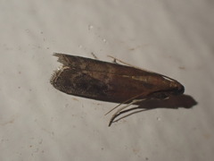 Ephestia woodiella