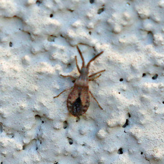 Scolopocerus secundarius