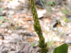 Malaxis macrostachya