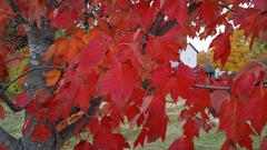 Acer rubrum