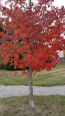 Acer rubrum