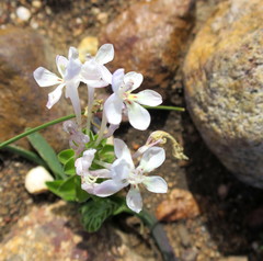 Lapeirousia pyramidalis pyramidalis