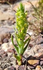 Disa cylindrica
