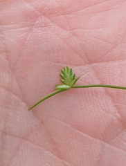 Isolepis
