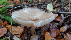 Megacollybia