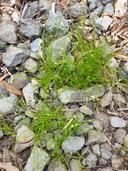 Isolepis