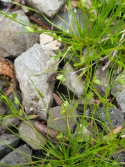 Isolepis