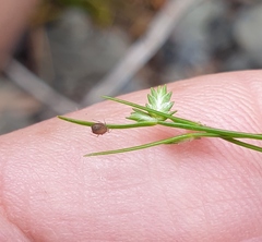 Isolepis