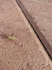 Oecanthus nigricornis