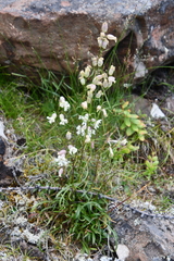 Silene paucifolia